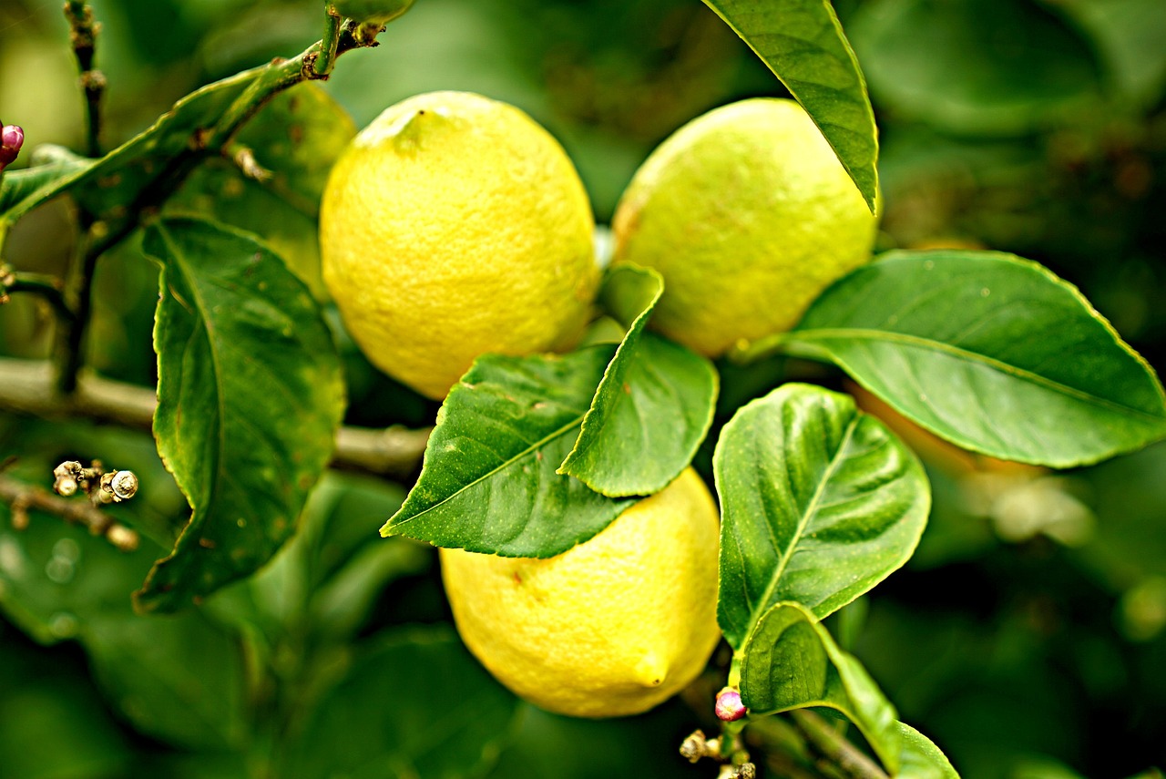 10 Creative Ways to Use Fresh Lemons in Cooking